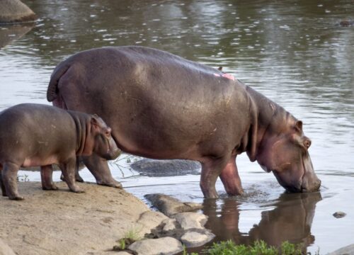 Professional Knowledge: The Heart of Every Jasen Adventures & Safaris Journey