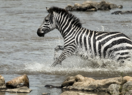 Commitment to Quality: Jasen Adventures & Safaris’ Promise to You