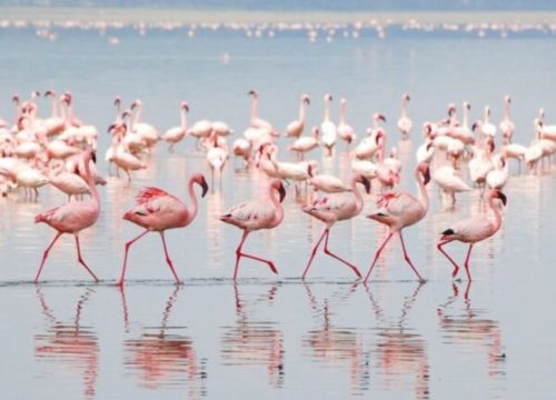 Lake Nakuru and Masai Mara: A Captivating 4-Day Safari Adventure