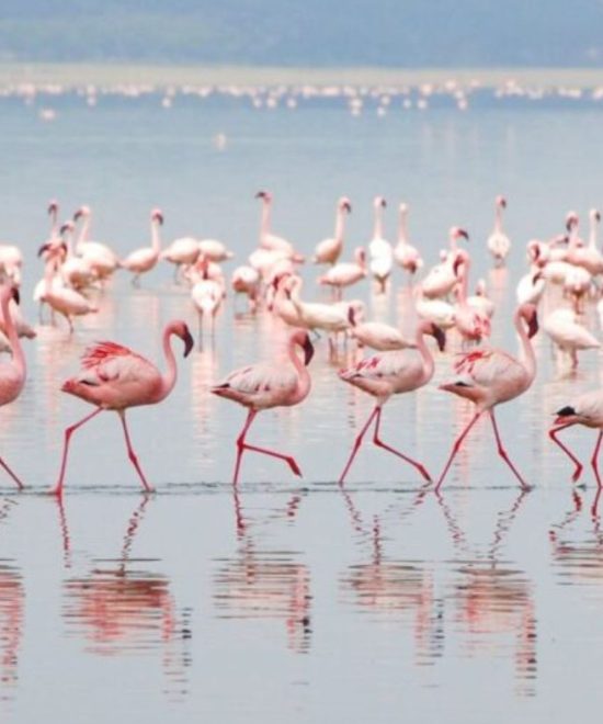 Lake Nakuru and Masai Mara: A Captivating 4-Day Safari Adventure