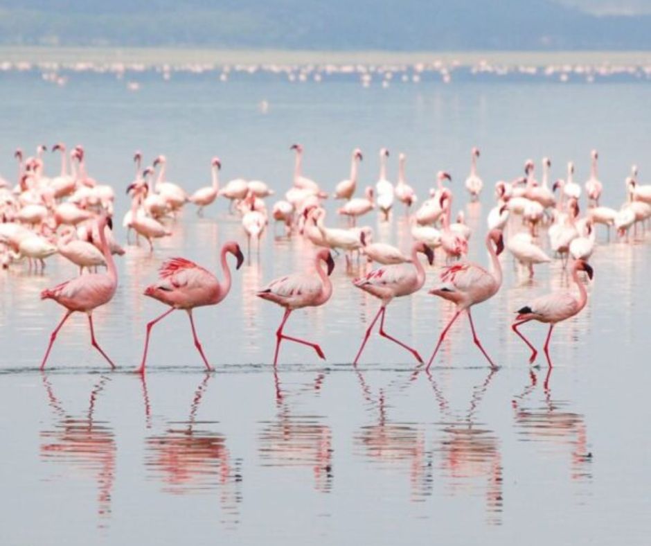 Lake Nakuru and Masai Mara: A Captivating 4-Day Safari Adventure