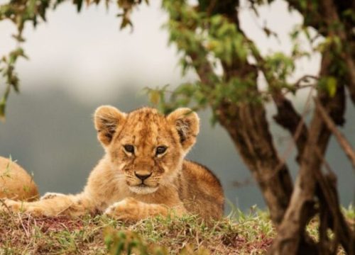 Lewa & Masai Mara Flight Safari