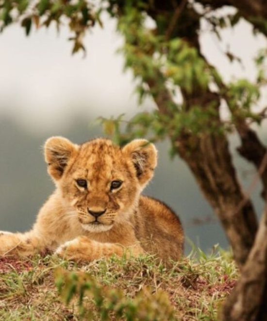 Lewa & Masai Mara Flight Safari