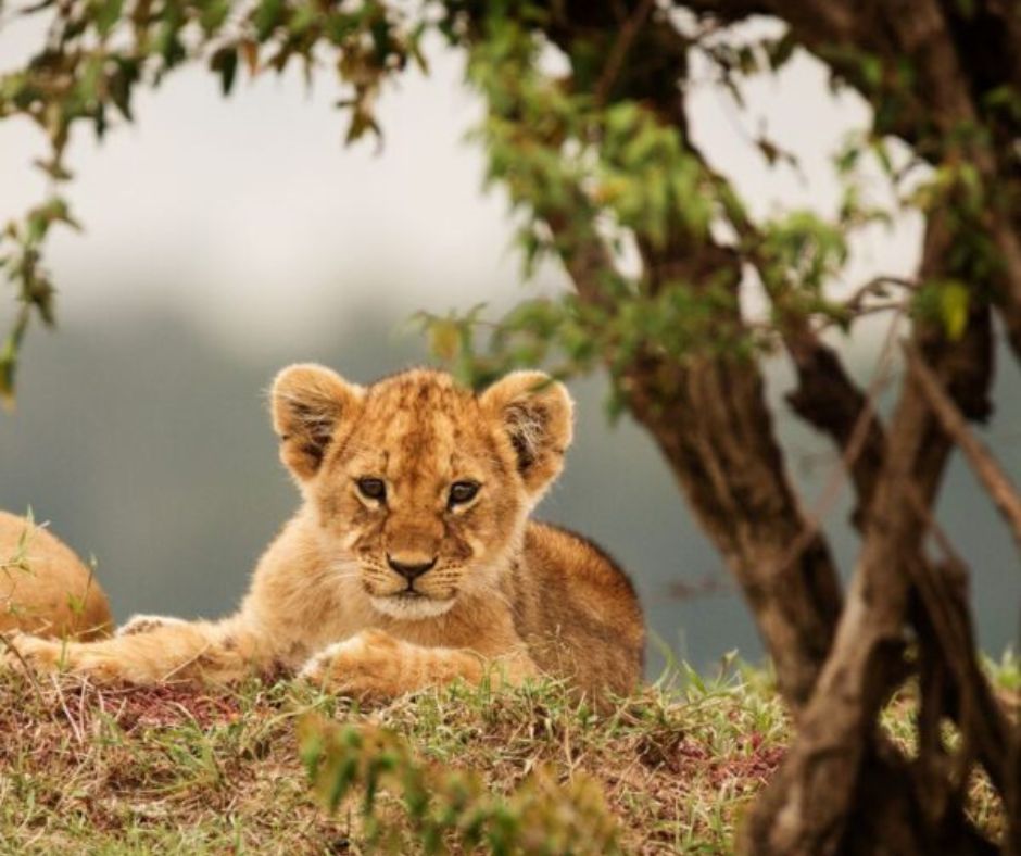 Lewa & Masai Mara Flight Safari