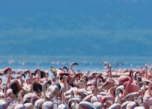 5-Day Safari Adventure through Lake Naivasha, Lake Nakuru, and Masai Mara