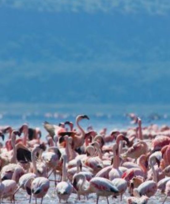 5-Day Safari Adventure through Lake Naivasha, Lake Nakuru, and Masai Mara