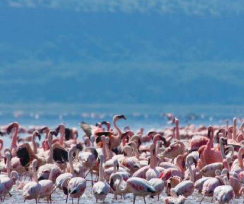 5-Day Safari Adventure through Lake Naivasha, Lake Nakuru, and Masai Mara