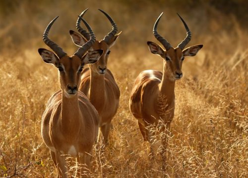 3-Day Serengeti National Park Adventures