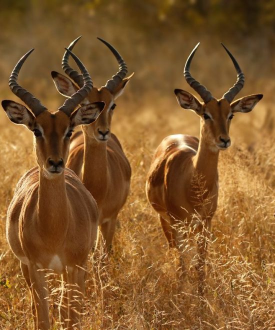 3-Day Serengeti National Park Adventures