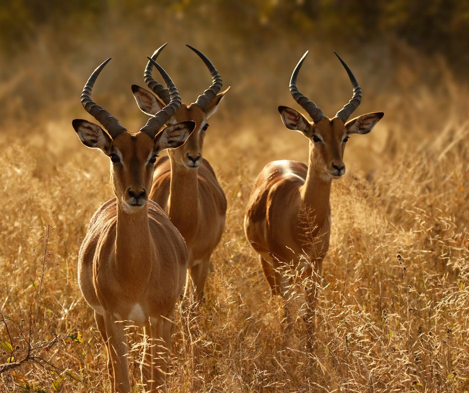 3-Day Serengeti National Park Adventures