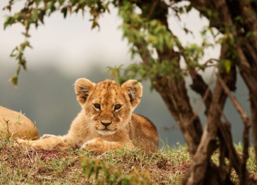 Explore Africa with Jasen Adventures & Safaris: Crafting Your Dream Safari Journey