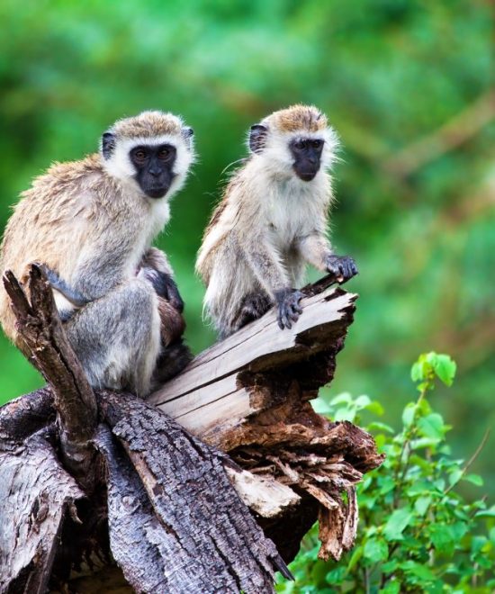 4 Days Tarangire/ Ngorongoro & L Manyara