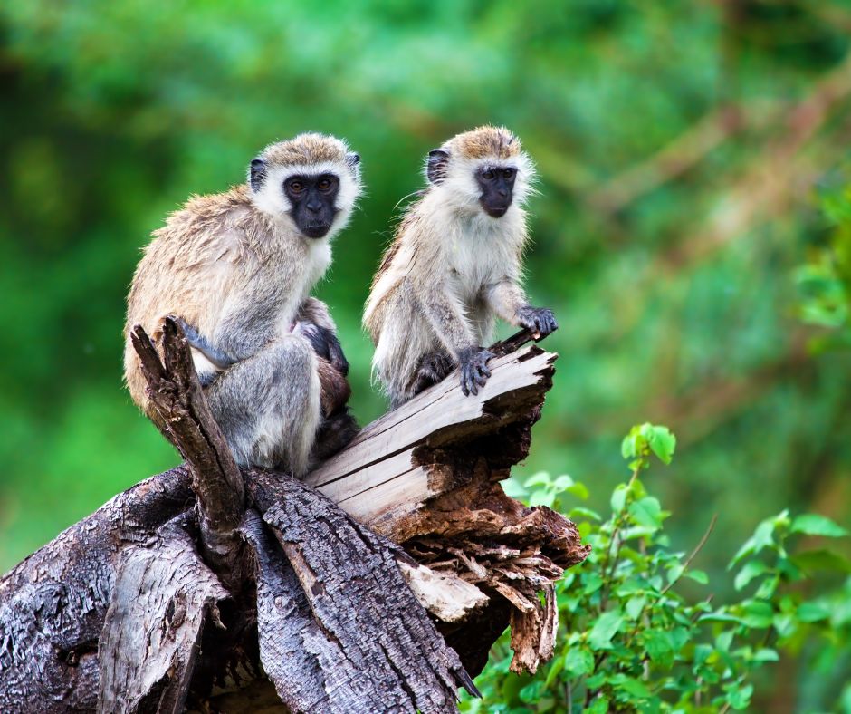 4 Days Tarangire/ Ngorongoro & L Manyara