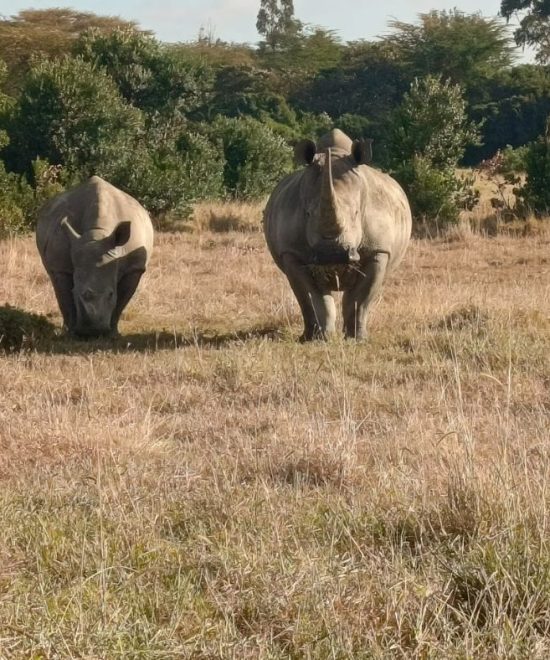 6-Day Safari Package: Explore the Wonders of Amboseli, Nanyuki, and Nakuru