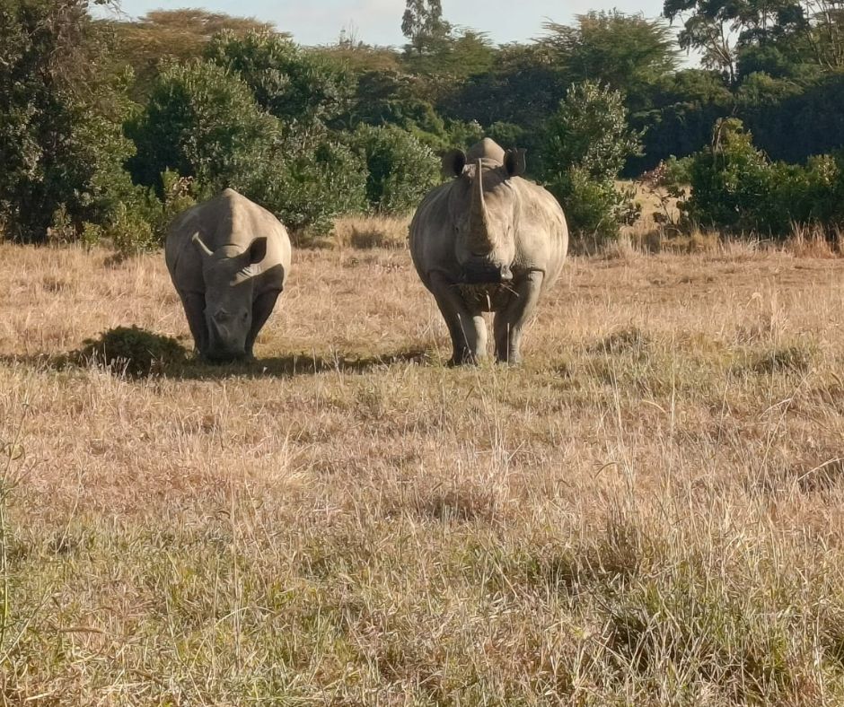 6-Day Safari Package: Explore the Wonders of Amboseli, Nanyuki, and Nakuru
