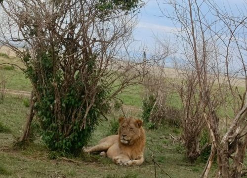 A 7-Day Safari Adventure Through Samburu, Mt. Kenya, and the Masai Mara