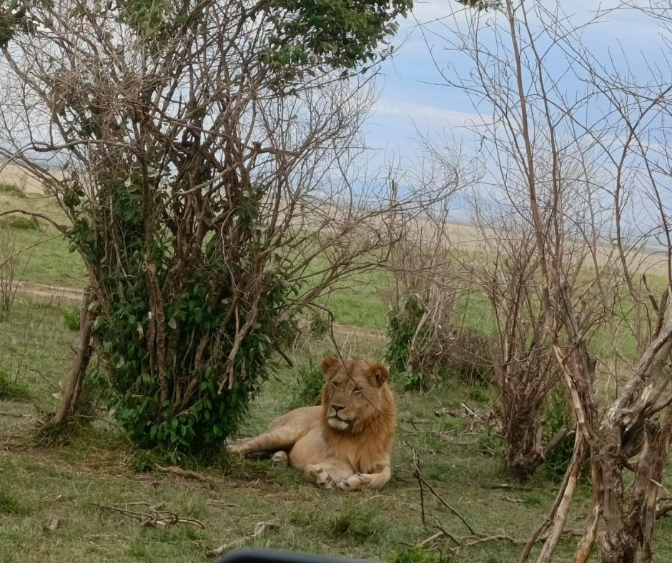 A 7-Day Safari Adventure Through Samburu, Mt. Kenya, and the Masai Mara