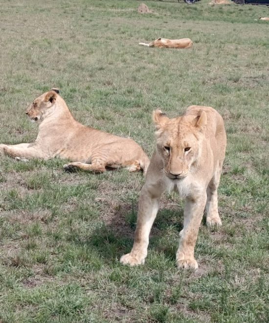 Day Trip to Amboseli National Park from Nairobi