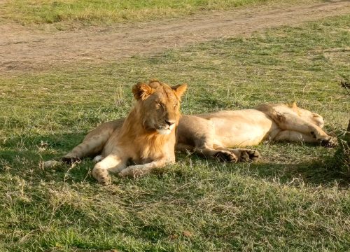 7-Day Nairobi Experience: Wildlife, Culture, and History