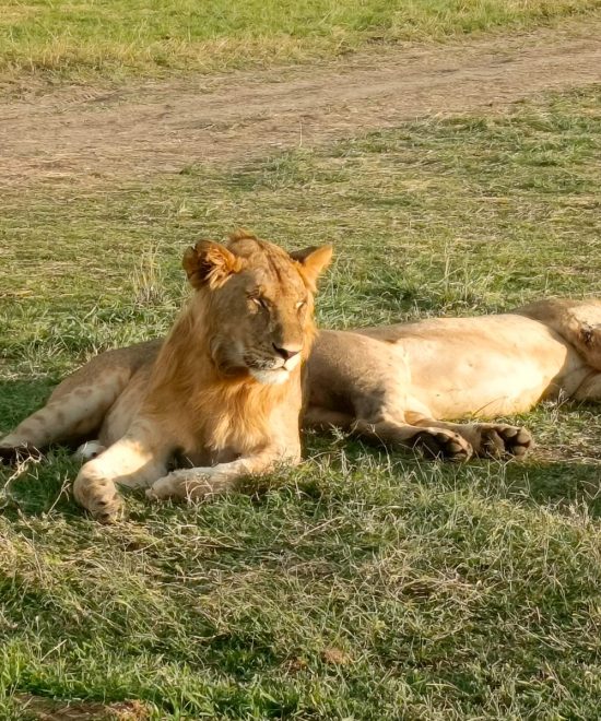 7-Day Nairobi Experience: Wildlife, Culture, and History