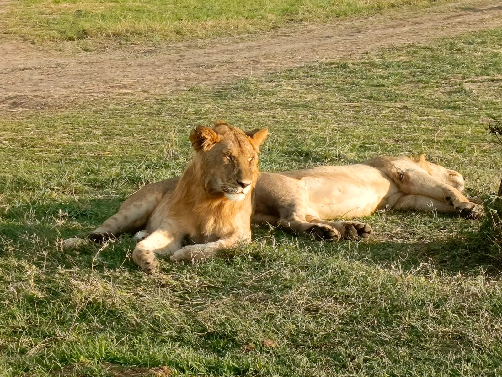 7-Day Nairobi Experience: Wildlife, Culture, and History